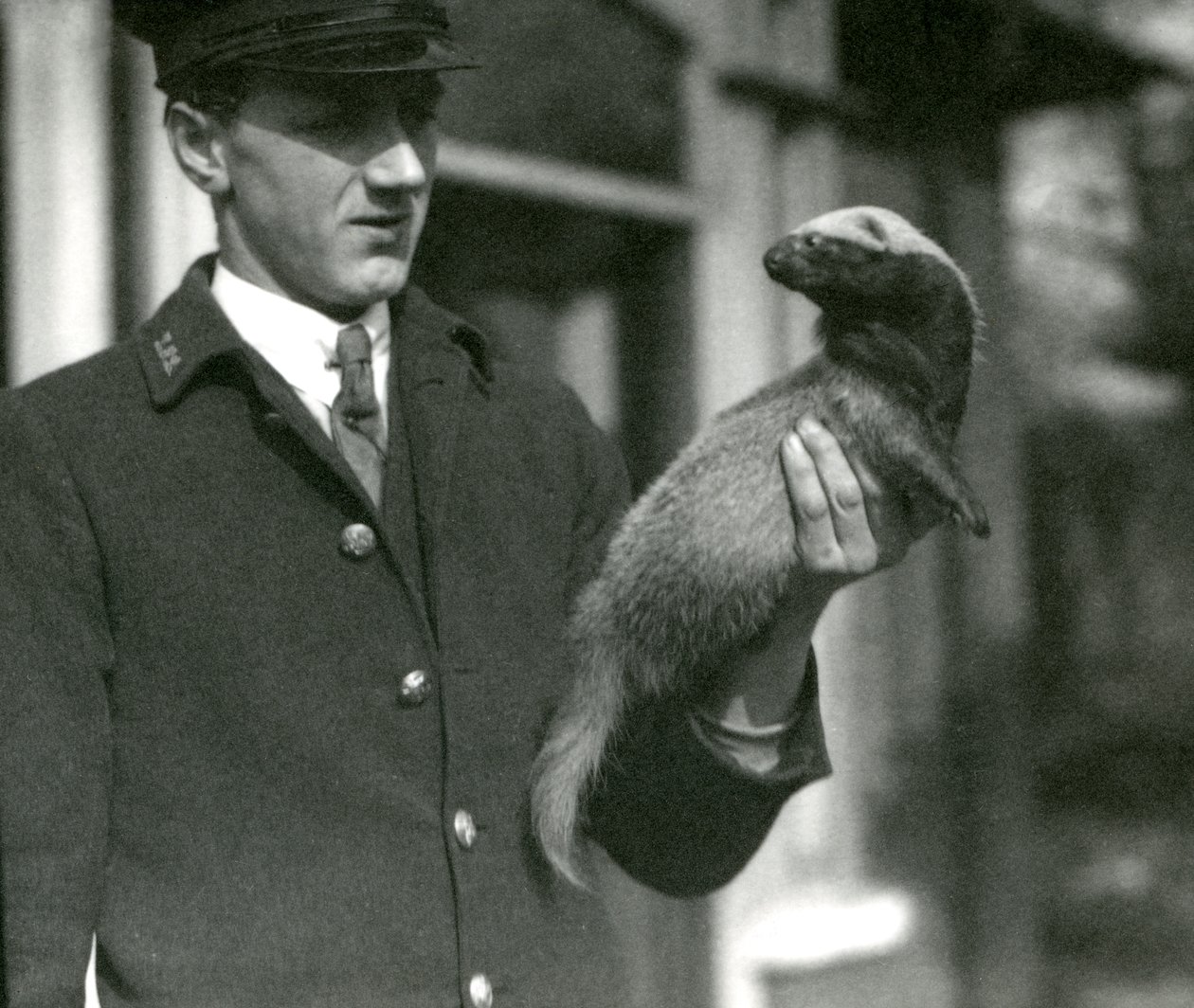 El cuidador Leslie Flewin sosteniendo un grison, Zoológico de Londres, 1923 de Frederick William Bond