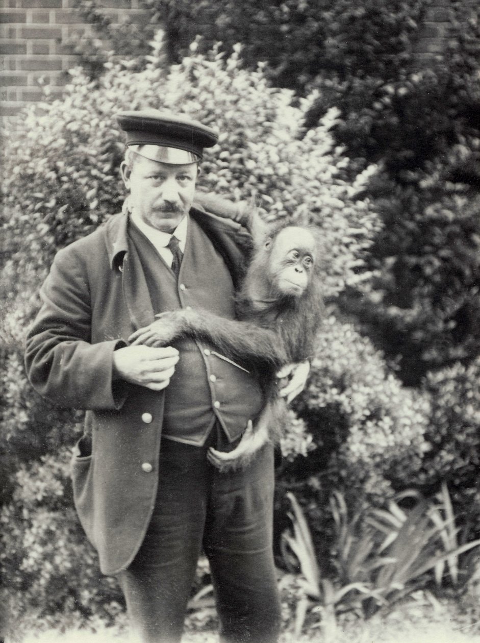 El cuidador Z. Rodwell sosteniendo un joven orangután en el Zoológico de Londres, octubre de 1913 de Frederick William Bond