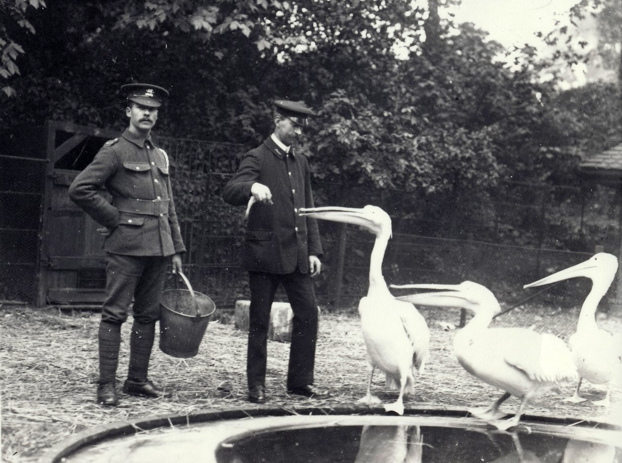 Los cuidadores Alf Taylor (derecha) y Bodman (izquierda) alimentando peces a los pelícanos junto a la piscina en el Zoológico de Londres, octubre de 1915 de Frederick William Bond
