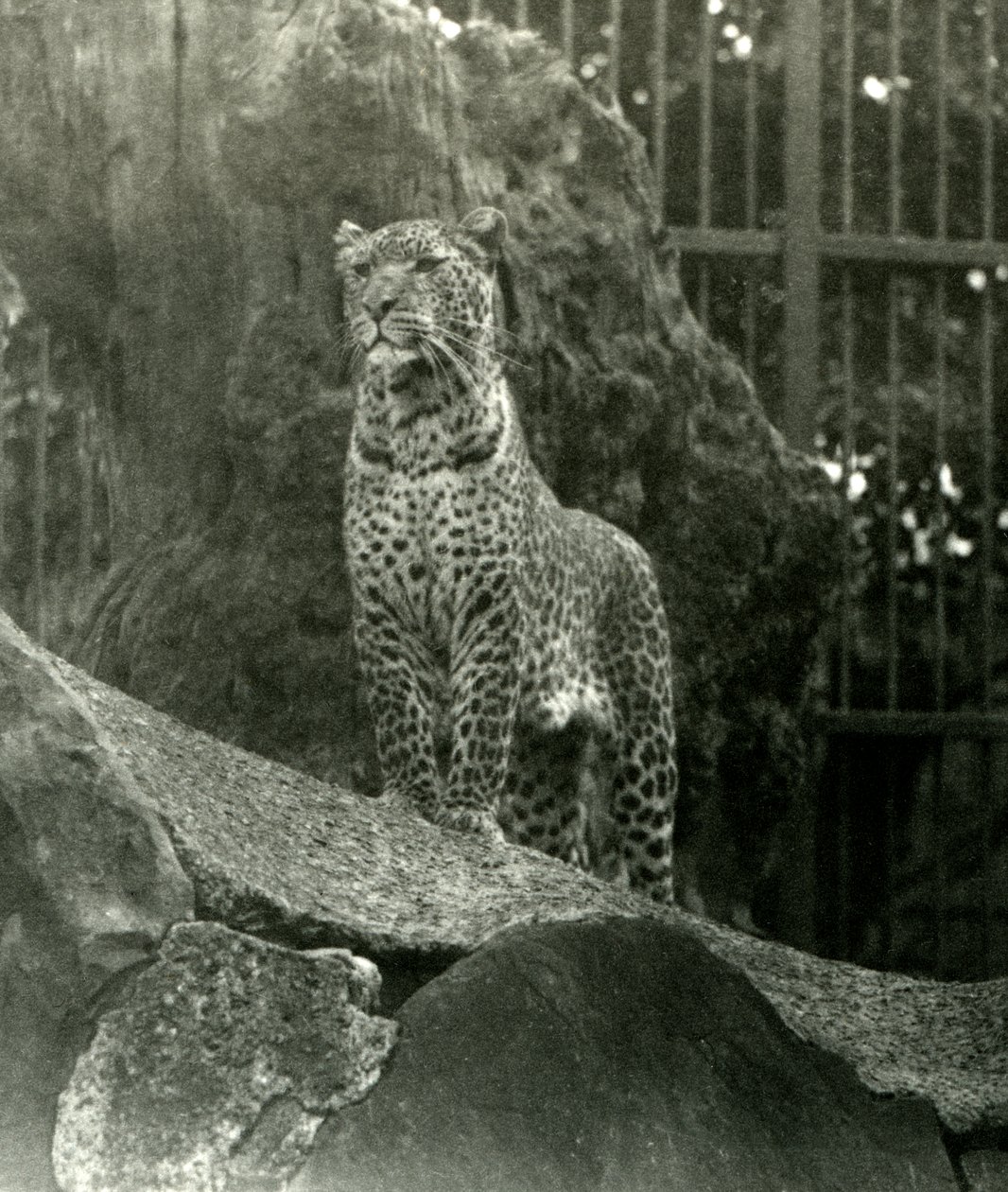 Leopardo Rex de pie sobre rocas en su recinto en el Zoológico de Londres, 1923 de Frederick William Bond