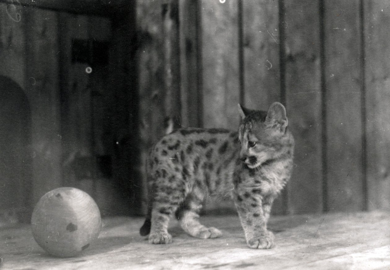 Cachorro de leopardo con una pelota de Frederick William Bond