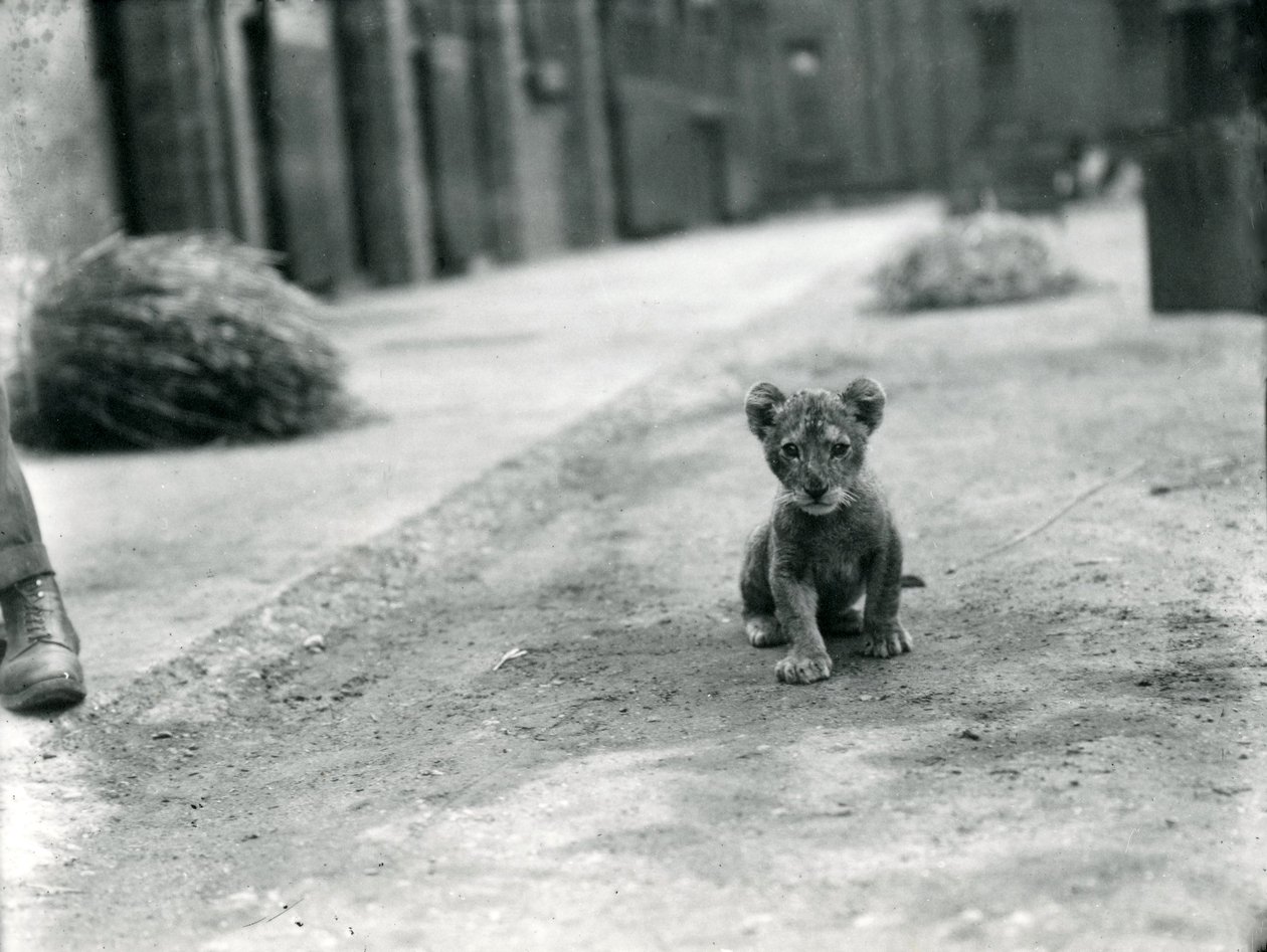 Cachorro de león en el Zoológico de Londres, 1912 de Frederick William Bond