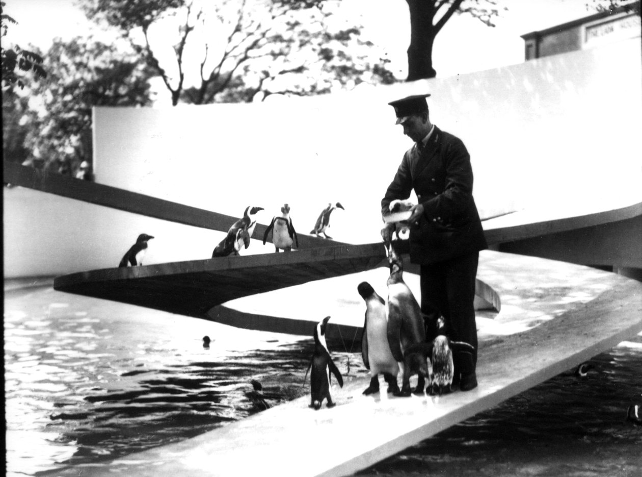 Piscina de Pingüinos de Lubetkin, enero de 1934 de Frederick William Bond