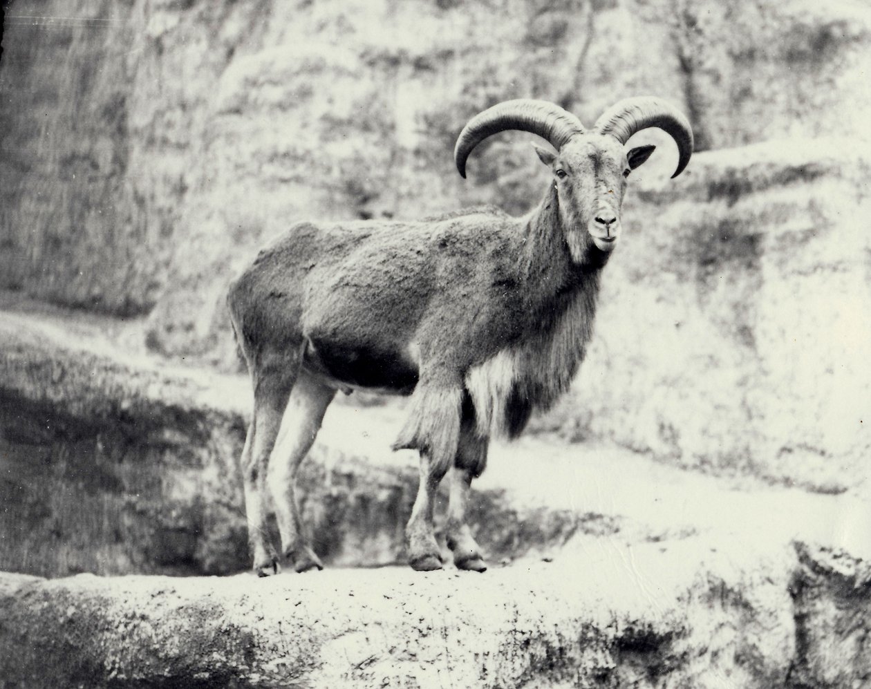 Carnero de Berbería macho en la terraza Mappin, Zoológico de Londres, mayo de 1915 de Frederick William Bond
