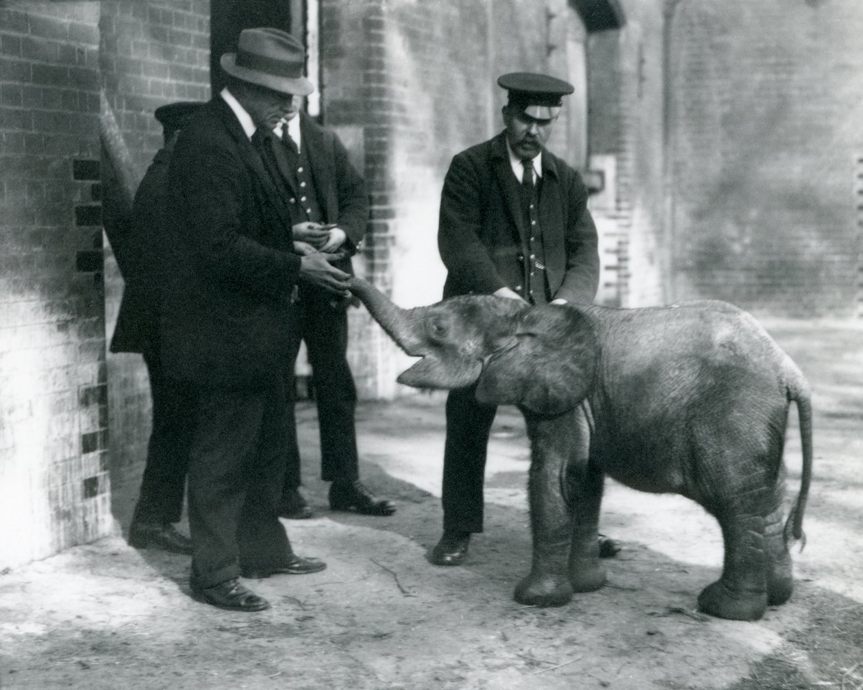 Recién llegada elefante pigmeo del bosque, Tiny, con sus cuidadores Robertson, Stimpson y Milbourn en el Zoológico de Londres, 1922 de Frederick William Bond