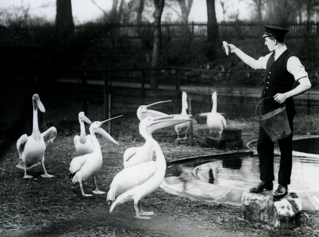 Pelícanos siendo alimentados con pescado por su cuidador en el borde de la piscina, zoológico de Londres, diciembre de 1922 de Frederick William Bond