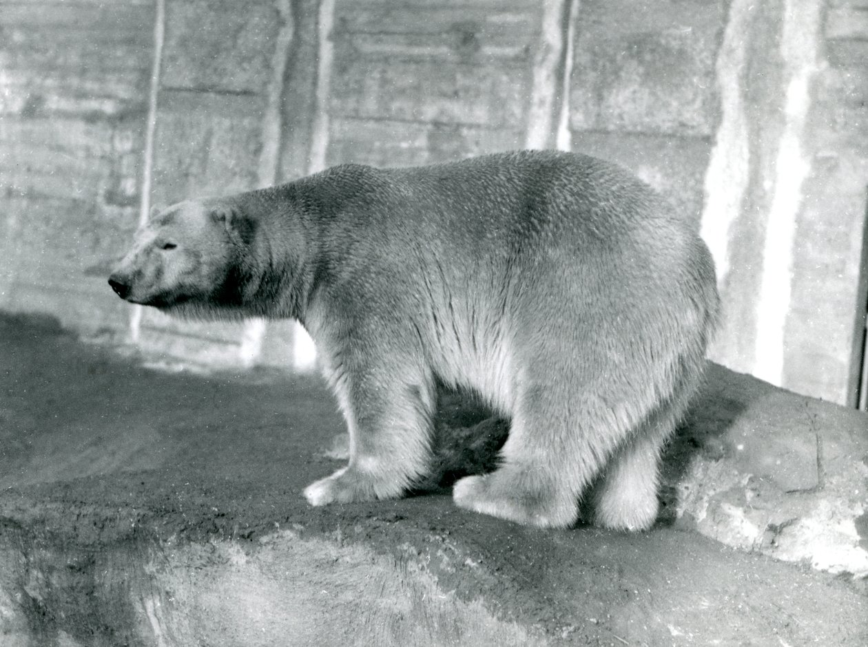 Oso Polar 