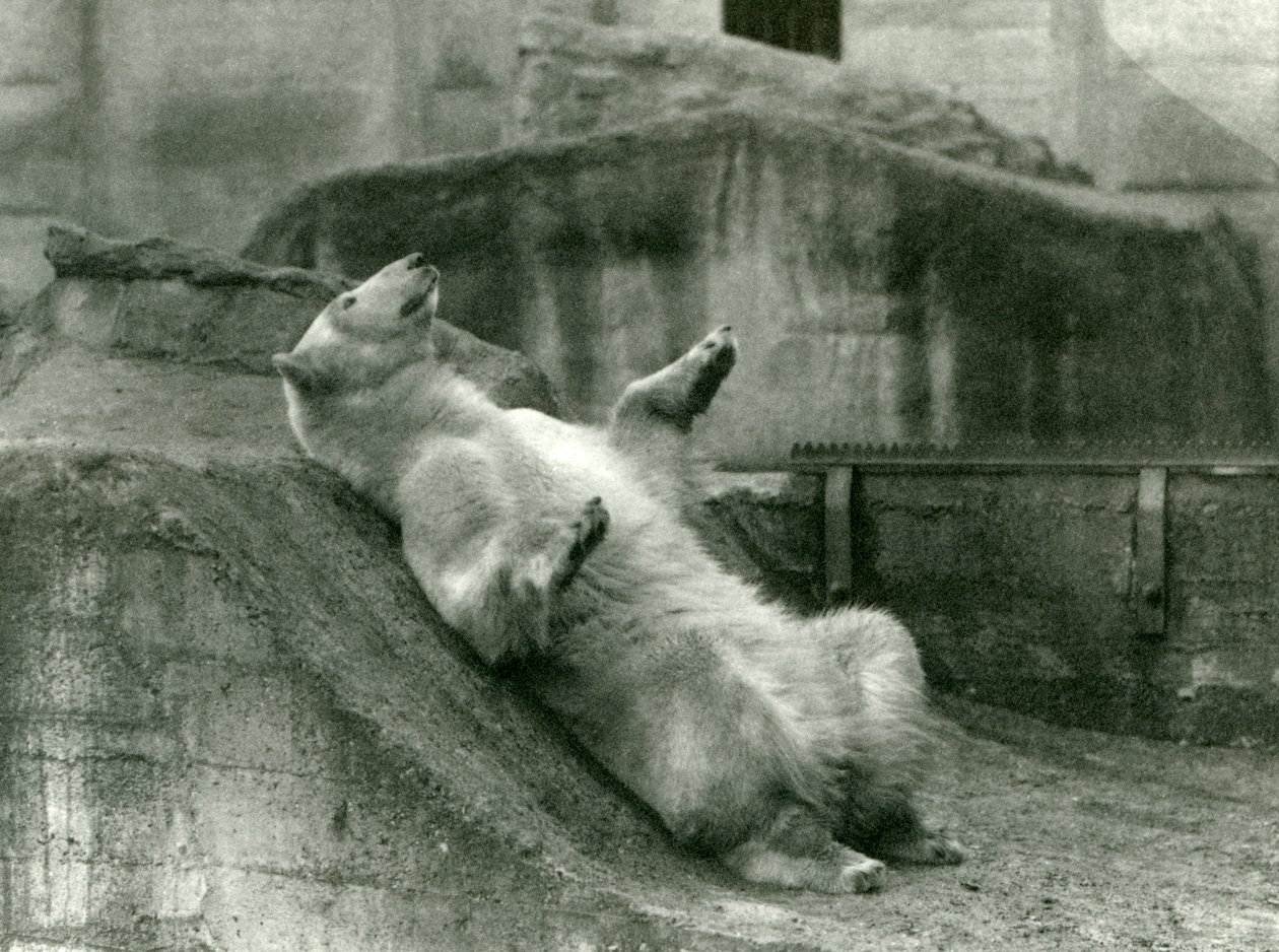 Oso polar Sam, reclinado en su recinto al pie de las Terrazas Mappin, Zoológico de Londres, 1923 de Frederick William Bond