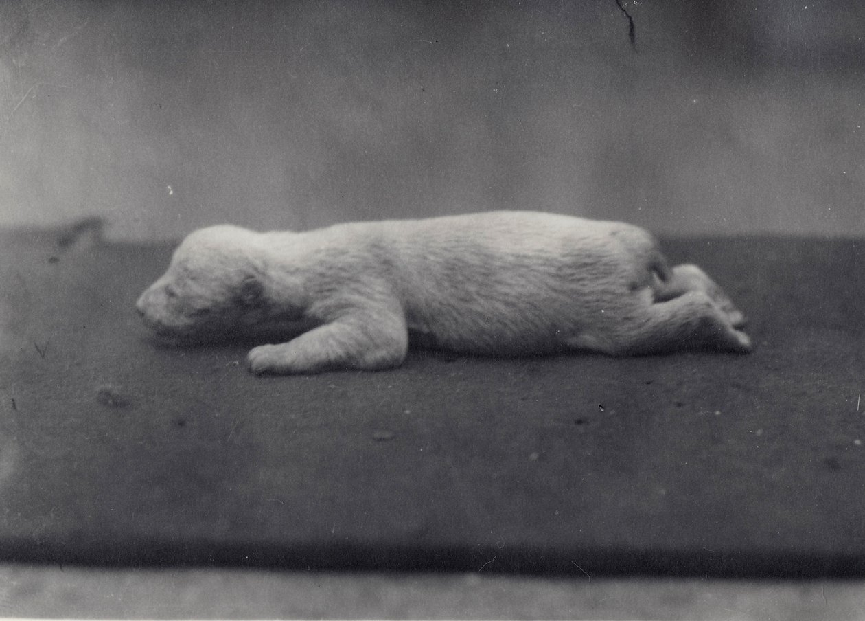 Cachorro de oso polar con los ojos aún cerrados, acostado sobre una manta en el Zoológico de Londres, enero de 1920 de Frederick William Bond