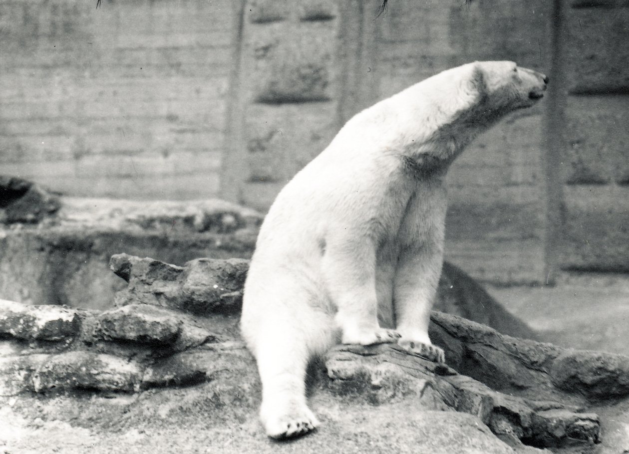 Oso polar sentado, 1924 de Frederick William Bond