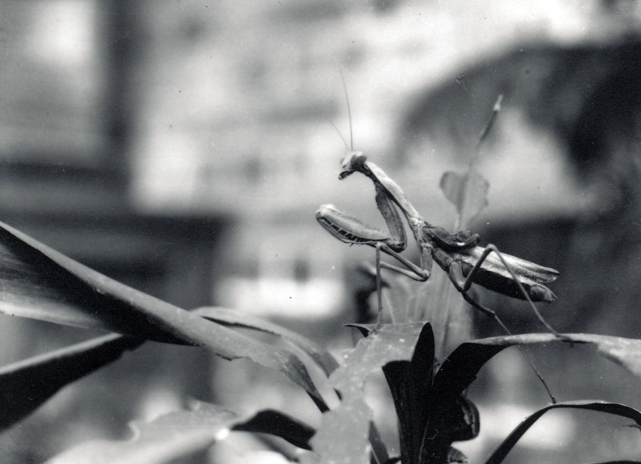 Mantis religiosa, 1915 de Frederick William Bond