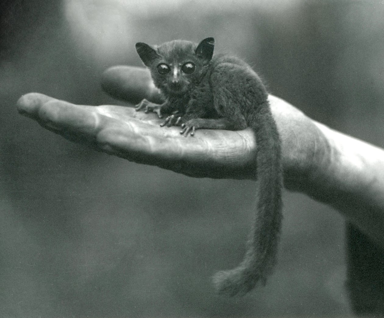 El Galago o Bushbaby del Príncipe Demidoff descansando en la palma de la mano del cuidador en el Zoológico de Londres, abril de 1917 de Frederick William Bond