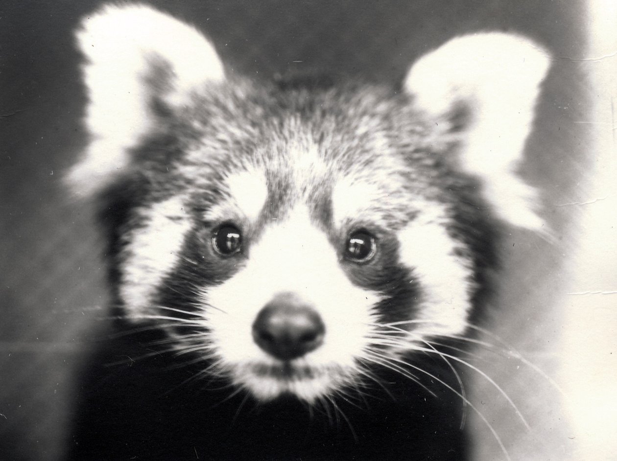 Panda rojo de Frederick William Bond