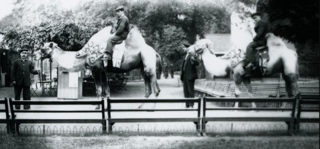 Montando camellos adornados para las celebraciones del Día de la Paz, 19 de julio de 1919 de Frederick William Bond