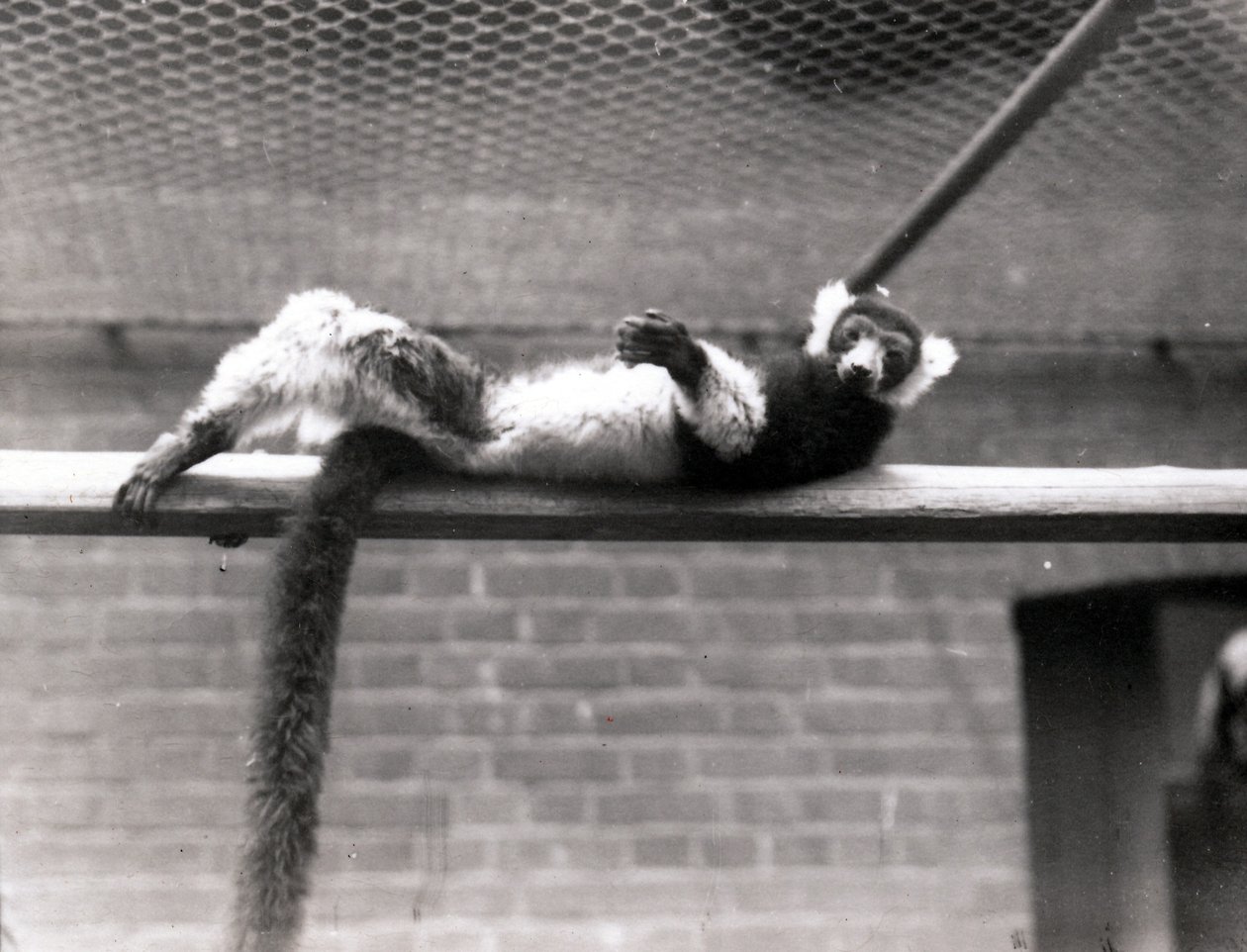 Lemur de Collar de Frederick William Bond