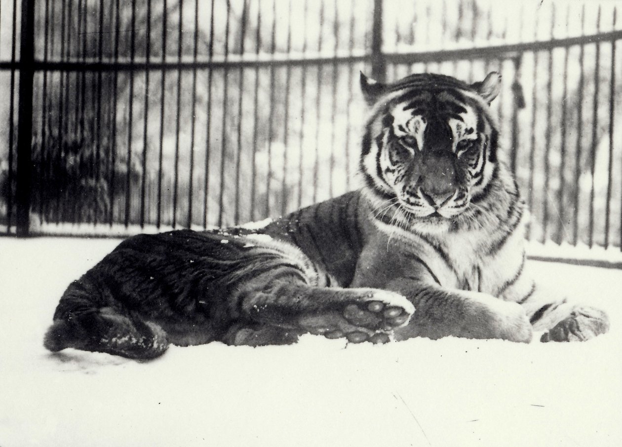 Tigre siberiano o de Amur 