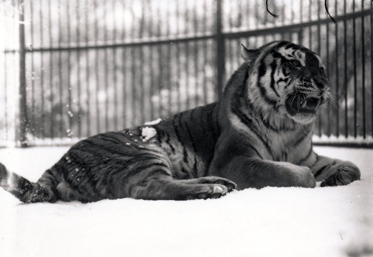 Tigre siberiano en la nieve de Frederick William Bond