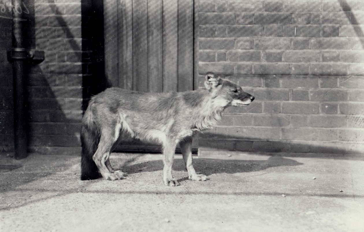 Perro salvaje siberiano o dhole en el Zoológico de Londres, octubre de 1916 de Frederick William Bond