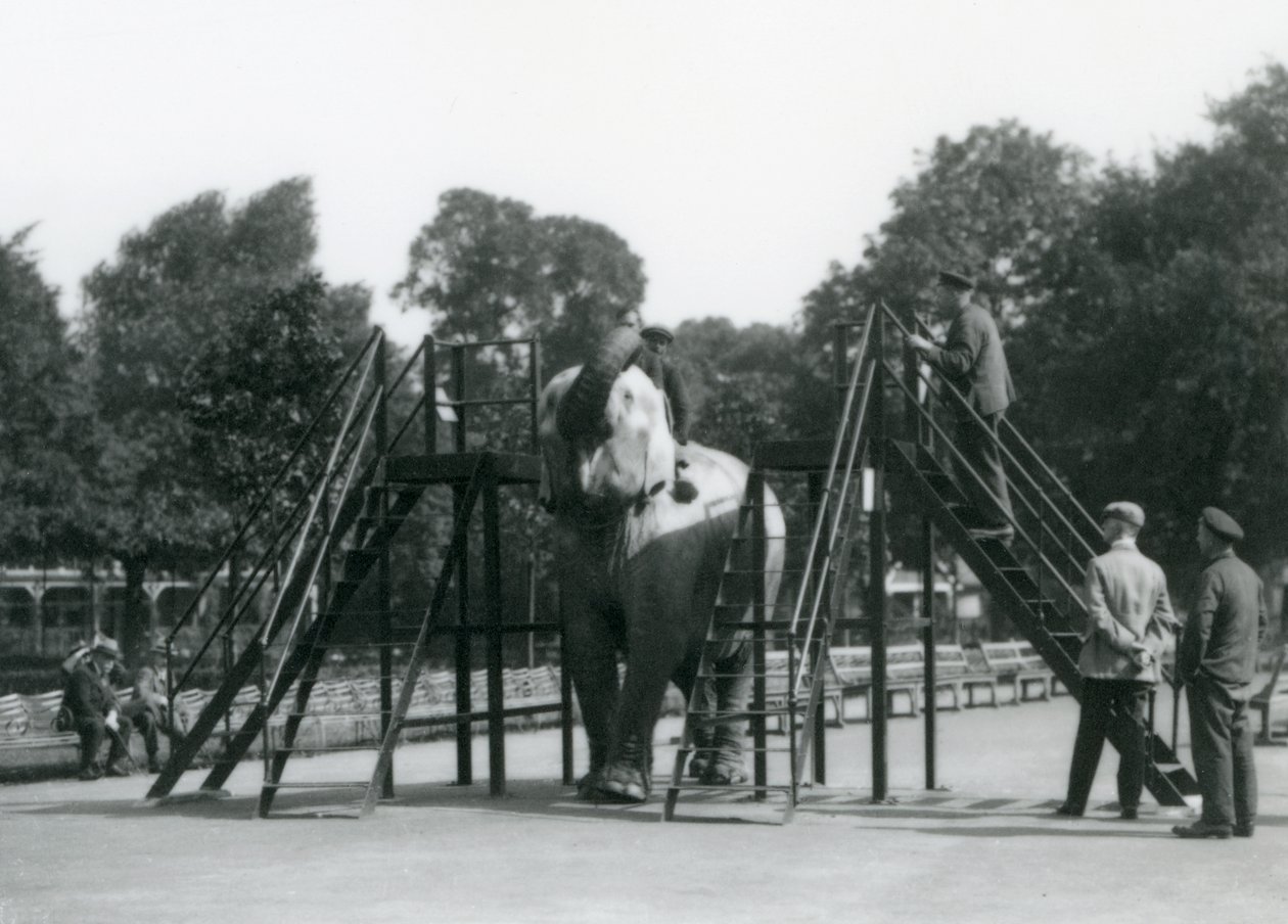 Syed Ali entrenando a Indiarani, mientras otros empleados y cuidadores observan, Zoológico de Londres, junio de 1922 de Frederick William Bond