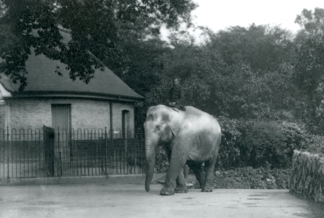 Syed Ali entrenando a Indiarani, mientras otros empleados y cuidadores observan, Zoológico de Londres, junio de 1922 de Frederick William Bond
