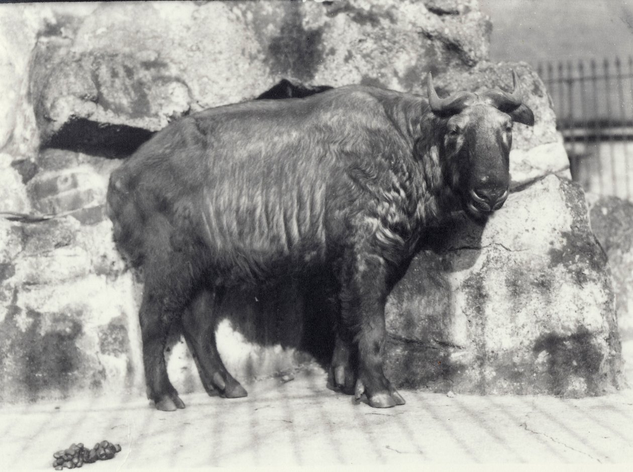 Takin, también conocido como camaleón de ganado o cabra ñu, en el Zoológico de Londres de Frederick William Bond