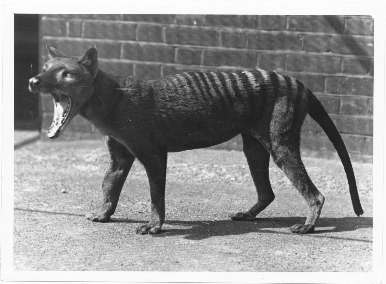 El ahora extinto Tigre de Tasmania, o Tilacino, 1914 de Frederick William Bond