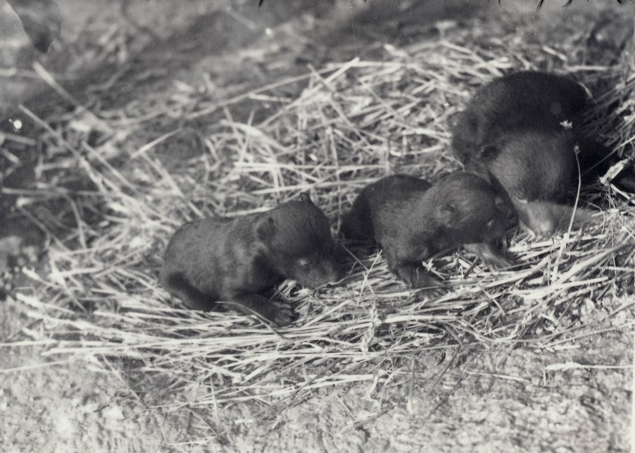Tres cachorros de oso pardo y negro de 5 o 6 semanas en el zoológico de Londres, febrero de 1920 de Frederick William Bond