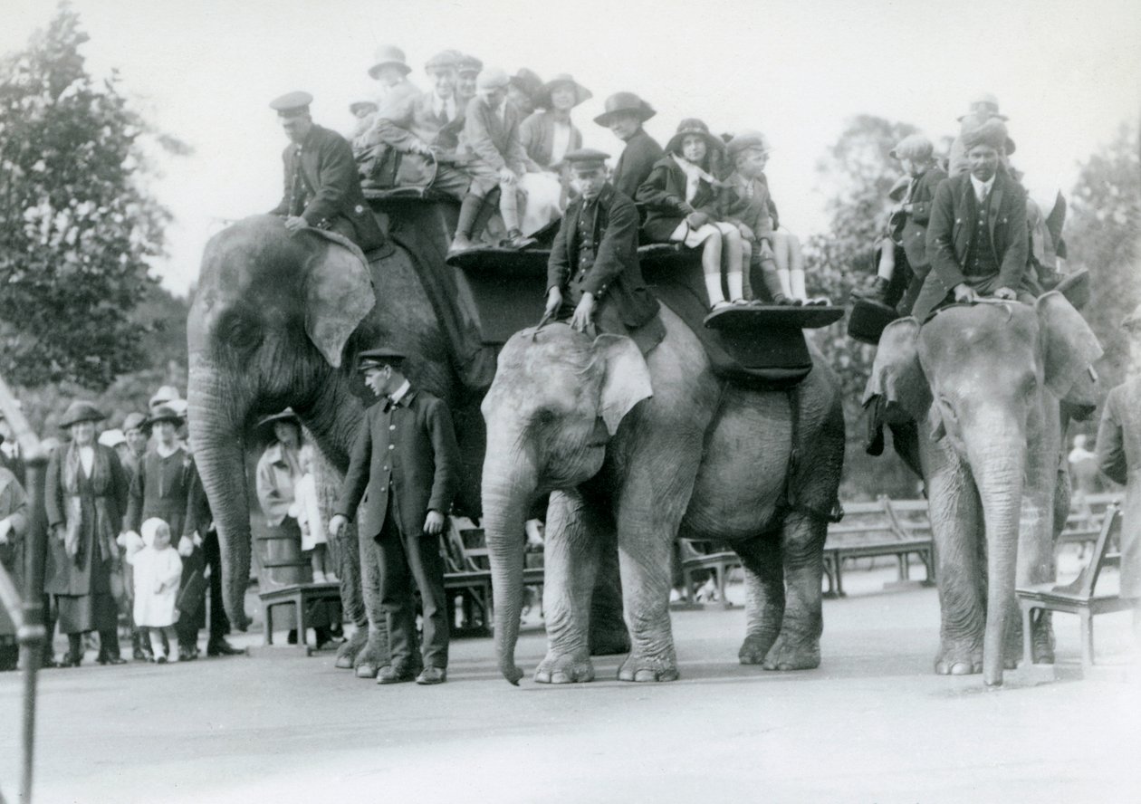 Tres elefantes indios dando paseos a los visitantes en el Zoológico de Londres, 1923 de Frederick William Bond