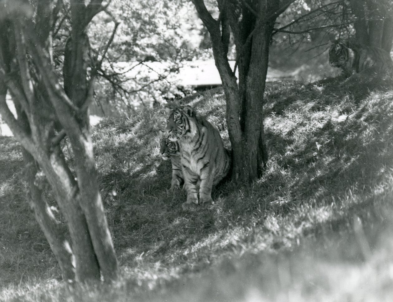 Tres tigres descansando bajo pequeños árboles en su nuevo recinto en Whipsnade, mayo de 1934 de Frederick William Bond