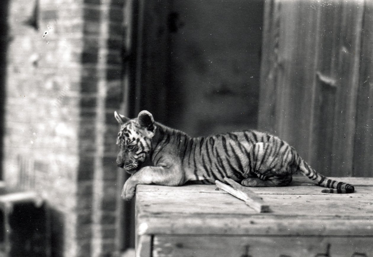 Cachorro de tigre acostado de Frederick William Bond