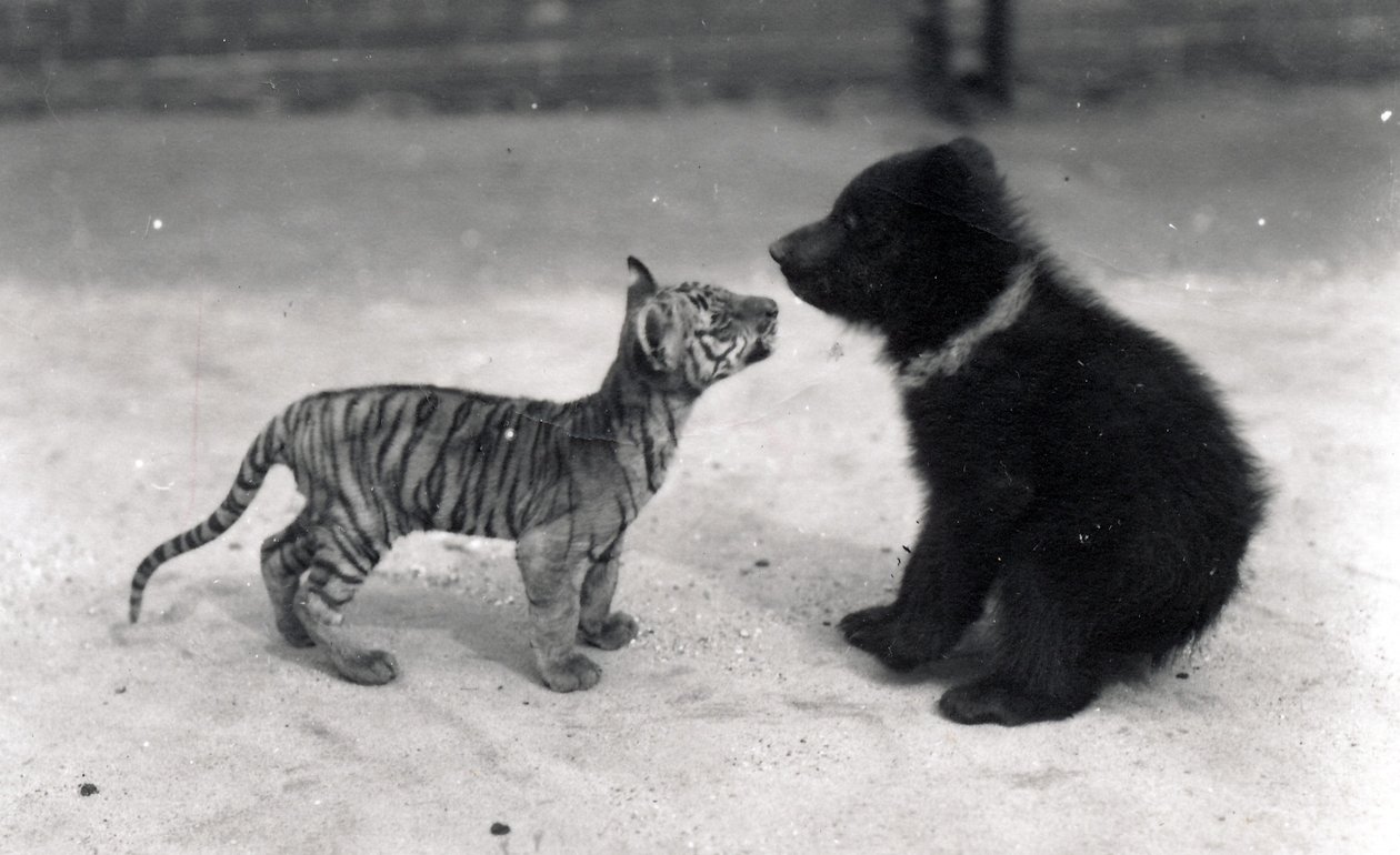 Cachorro de tigre se encuentra con cachorro de oso, 1914 de Frederick William Bond