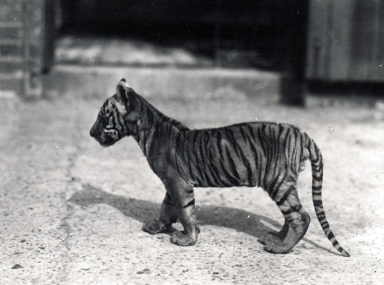 Cachorro de tigre de pie, 1914 de Frederick William Bond