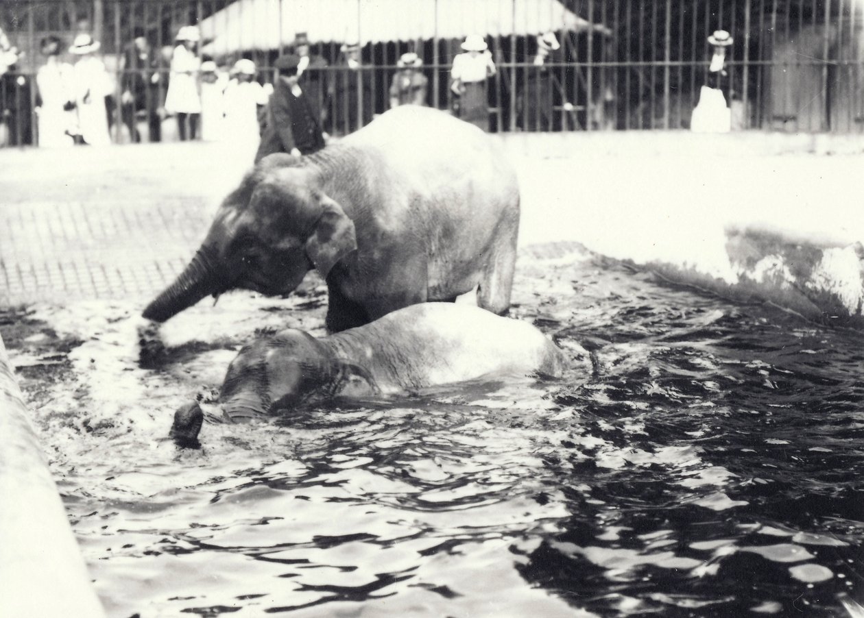 Dos elefantes asiáticos bañándose en una piscina en el zoológico de Londres, observados por el cuidador y la multitud de visitantes, junio 1914 de Frederick William Bond