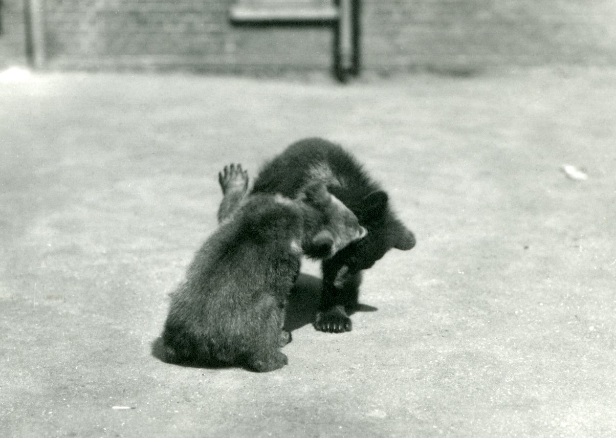 Dos cachorros de oso pardo jugando en el Zoológico de Londres, junio de 1914 de Frederick William Bond