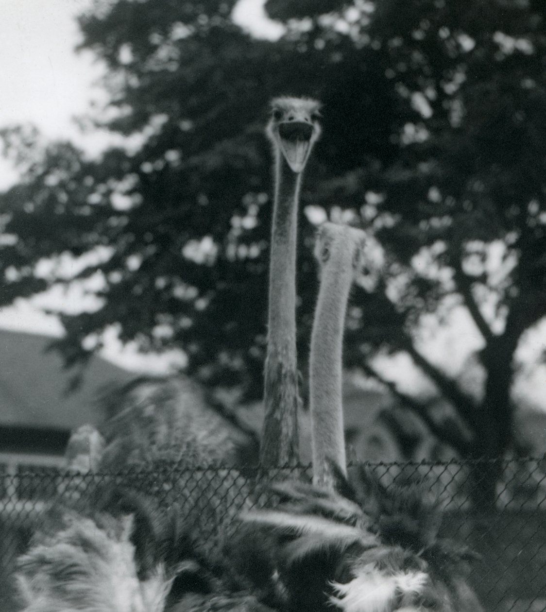 Dos avestruces se saludan sobre una cerca en el Zoológico de Londres, 1923 de Frederick William Bond