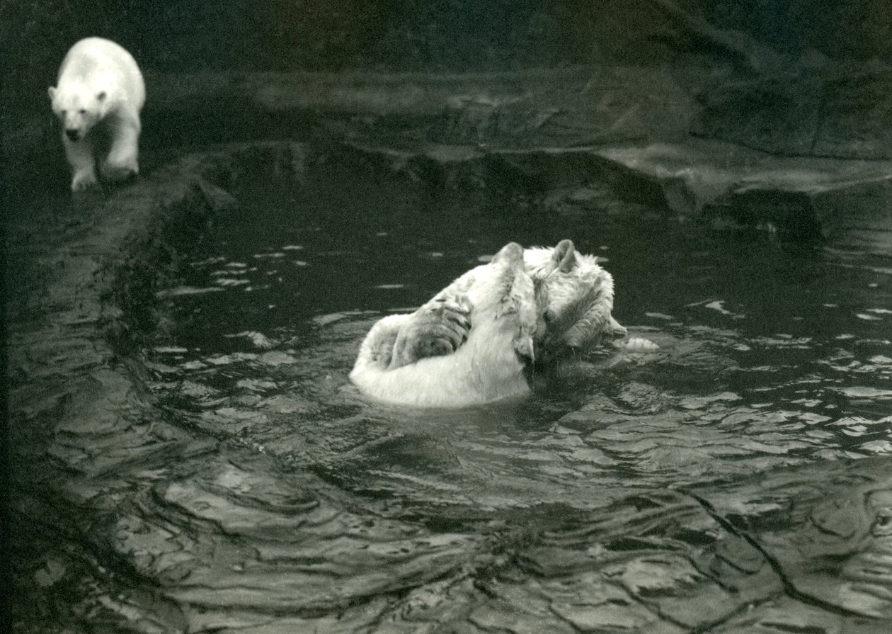 Dos osos polares juegan en su piscina mientras otro pasa caminando, Zoológico de Londres, junio de 1922 de Frederick William Bond