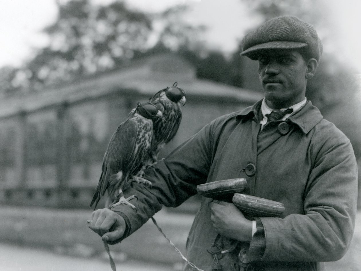 Dos halcones encapuchados posados en el brazo de su cetrero en el Zoológico de Londres, junio de 1923 de Frederick William Bond