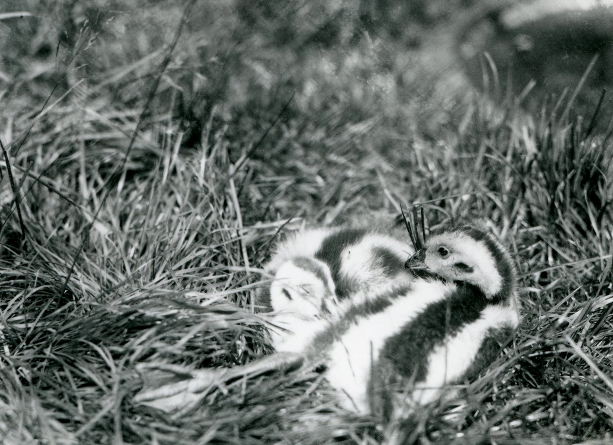 Dos jóvenes gansos andinos en el zoológico de Londres, agosto de 1916 de Frederick William Bond