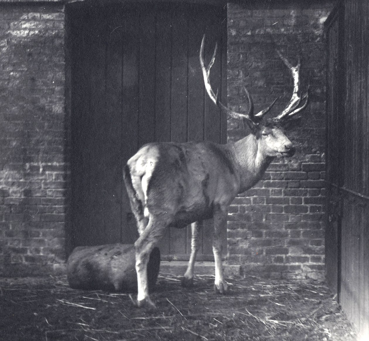 Ciervo de Wallich, también conocido como el Shou, ciervo rojo tibetano o de Asia Central, en el zoológico de Londres, diciembre 1917 de Frederick William Bond