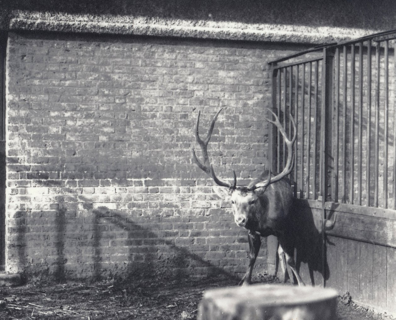 El ciervo de Wallich, también conocido como el Shou, ciervo rojo de Asia Central o del Tíbet, en el zoológico de Londres, diciembre de 1917 de Frederick William Bond