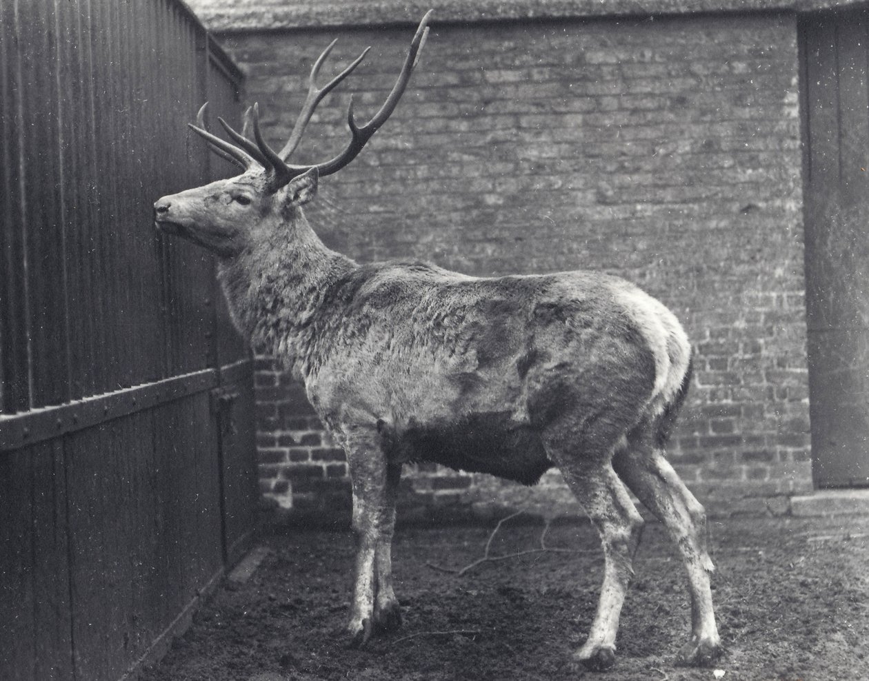 Ciervo de Wallich, también conocido como el Shou, ciervo rojo de Asia Central o Tíbet, en el zoológico de Londres, 1916 de Frederick William Bond
