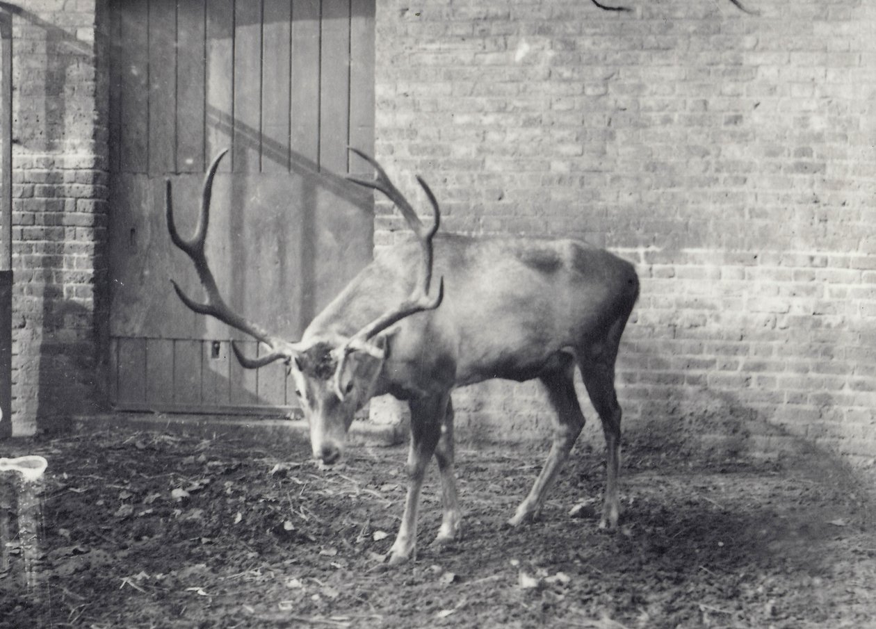 Ciervo de Wallich, también conocido como el Shou, Ciervo Rojo Central Asiático o Tibetano, en el Zoológico de Londres, diciembre de 1917 de Frederick William Bond