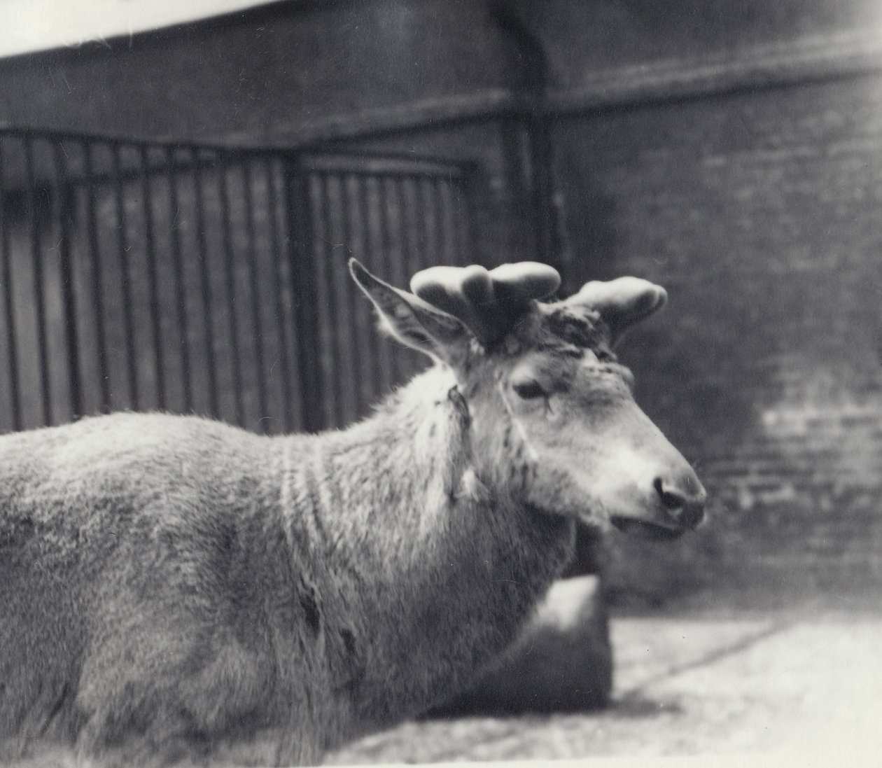 Ciervo de Wallich mostrando la etapa temprana del crecimiento de la cornamenta, en terciopelo, Zoológico de Londres, Mayo 1920 de Frederick William Bond