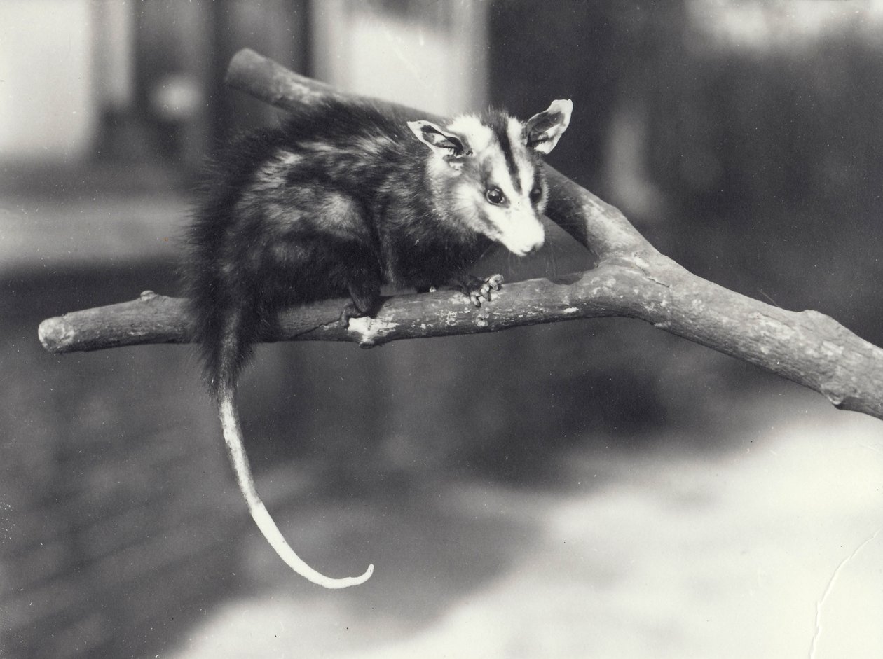 Zarigüeya de orejas blancas en una rama en el Zoológico de Londres, diciembre de 1918 de Frederick William Bond