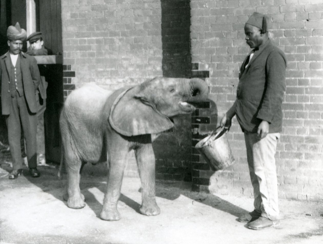 El joven elefante africano Kiberenge siendo alimentado por Darisha mientras Syed Ali observa en el fondo, Zoológico de Londres, septiembre de 1923 de Frederick William Bond