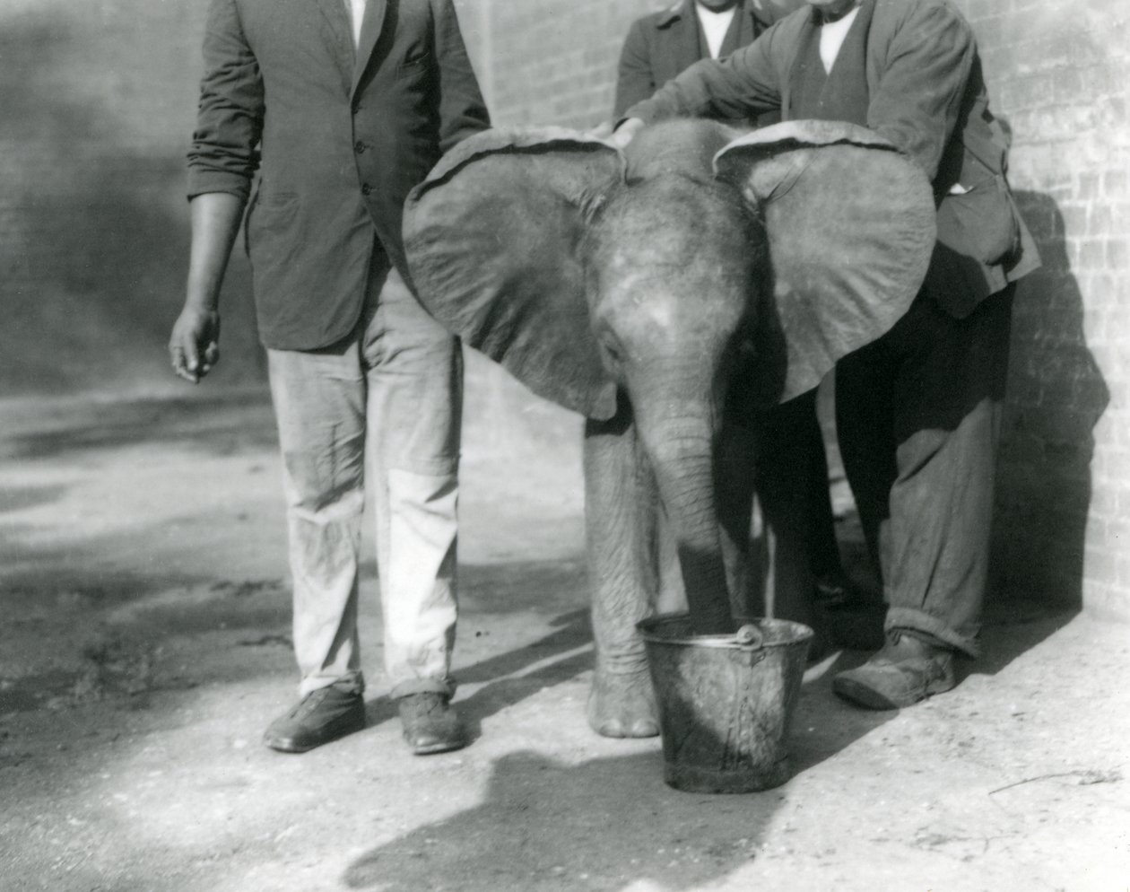 El joven elefante africano Kiberenge siendo dado de beber por Darisha y sus cuidadores, Zoológico de Londres, septiembre de 1923 de Frederick William Bond