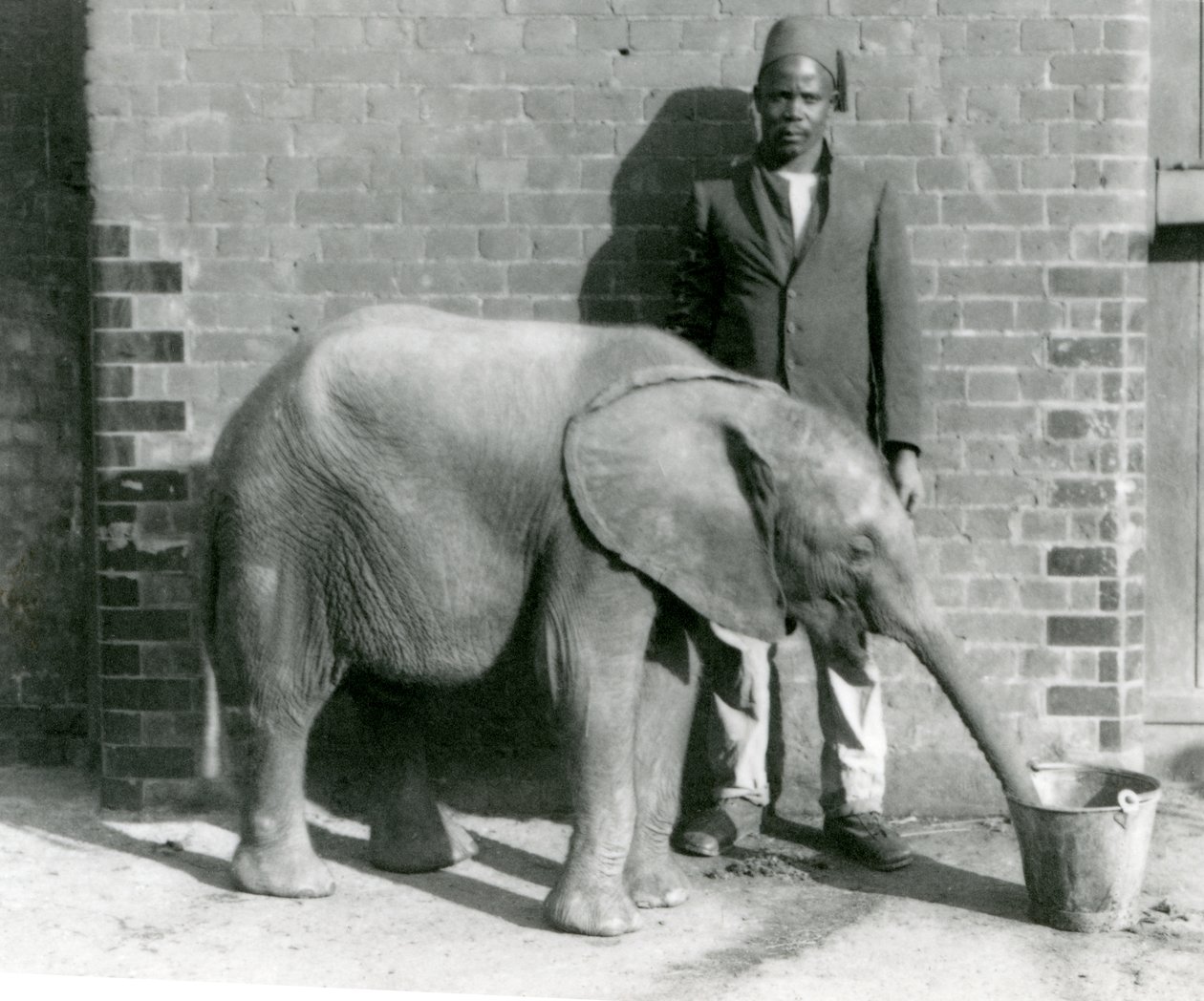 El joven elefante africano Kiberenge siendo dado de beber por Darisha, Zoológico de Londres, septiembre de 1923 de Frederick William Bond