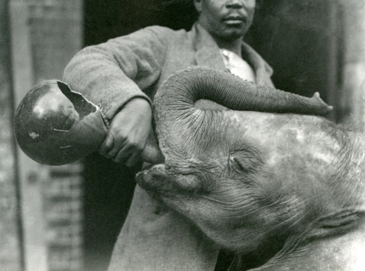 El joven elefante africano Kiberenge siendo alimentado por Darisha mientras Syed Ali observa en el fondo, Zoológico de Londres, septiembre de 1923 de Frederick William Bond