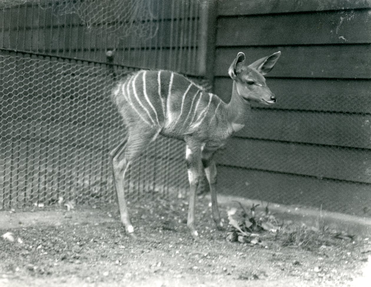 Joven kudu menor en el zoológico de Londres, 1914 de Frederick William Bond