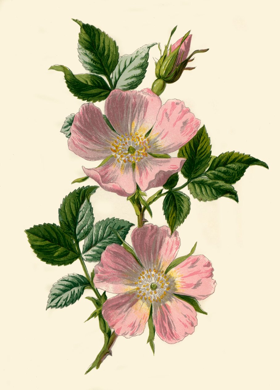 Rosa canina, 1877 de Frederick Edward Hulme
